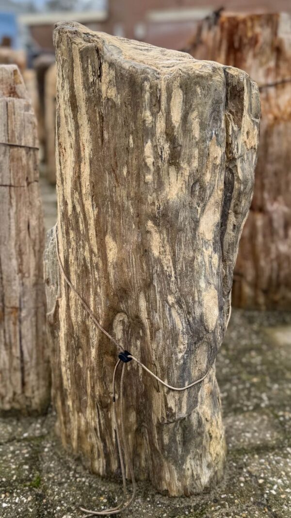 Memorial stone petrified wood 58068