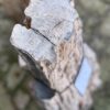 Memorial stone petrified wood 58069