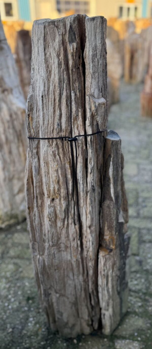 Memorial stone petrified wood 58069