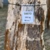 Memorial stone petrified wood 58072