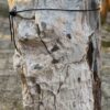 Memorial stone petrified wood 58072