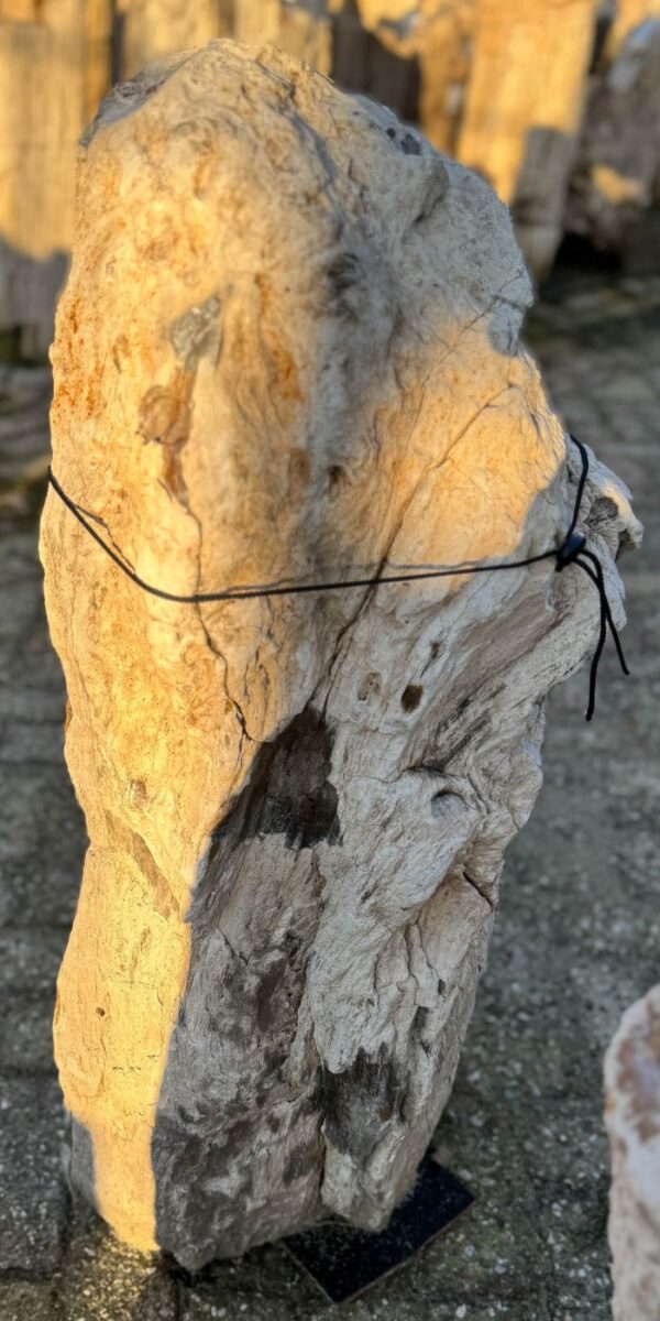 Memorial stone petrified wood 58072