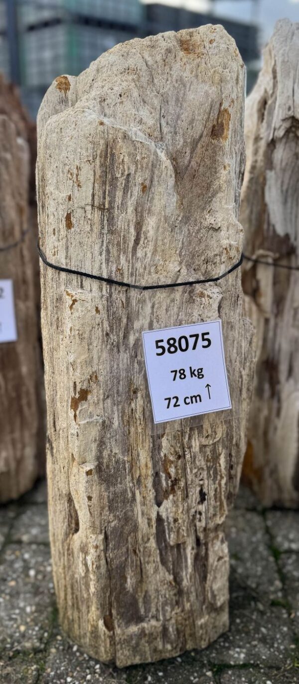 Memorial stone petrified wood 58075