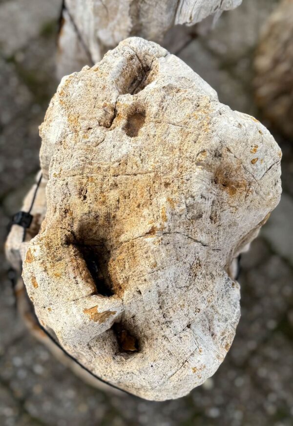 Memorial stone petrified wood 58075