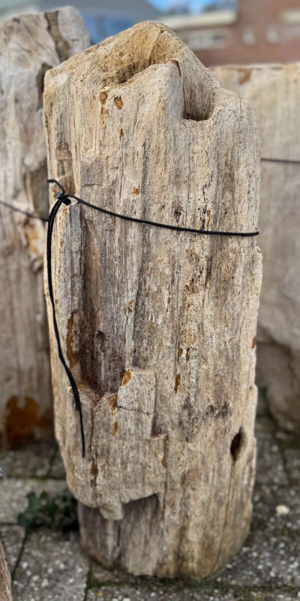 Memorial stone petrified wood 58075