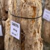 Memorial stone petrified wood 58076