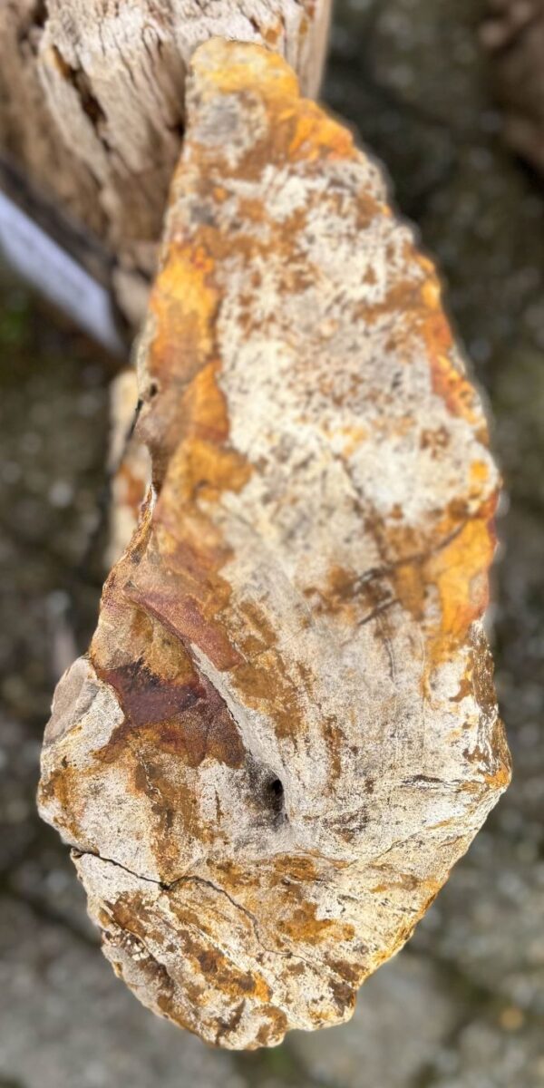 Memorial stone petrified wood 58076