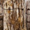 Memorial stone petrified wood 58076