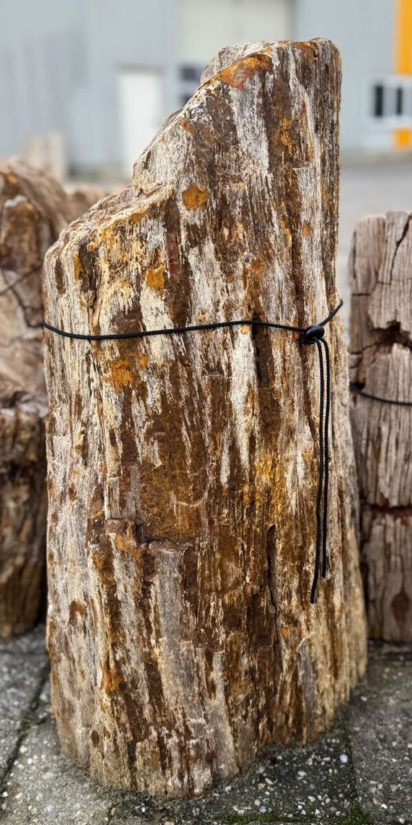 Memorial stone petrified wood 58076