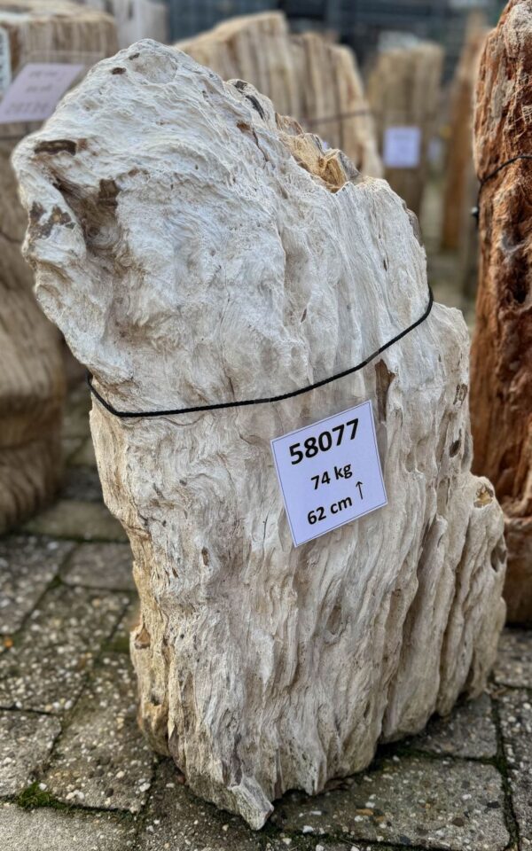Memorial stone petrified wood 58077