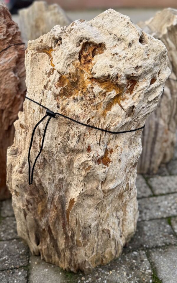 Memorial stone petrified wood 58077