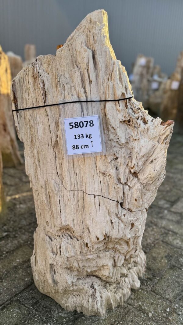 Memorial stone petrified wood 58078