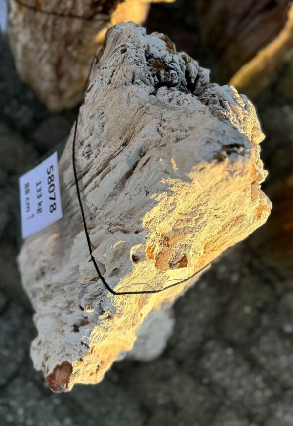 Memorial stone petrified wood 58078