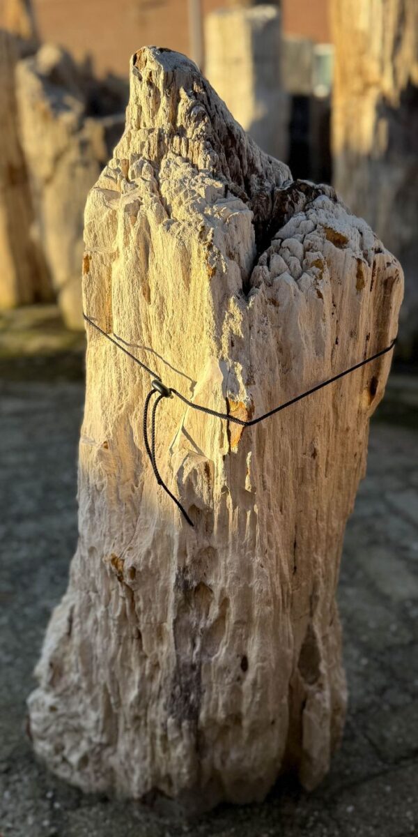 Memorial stone petrified wood 58078