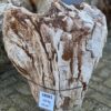 Memorial stone petrified wood 58081