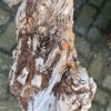 Memorial stone petrified wood 58081