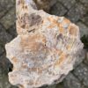 Memorial stone petrified wood 58082