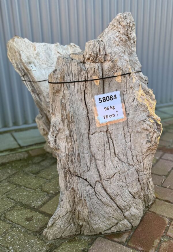 Memorial stone petrified wood 58084