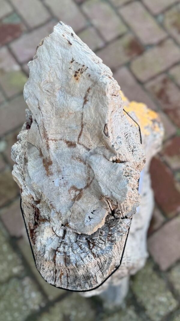 Memorial stone petrified wood 58084