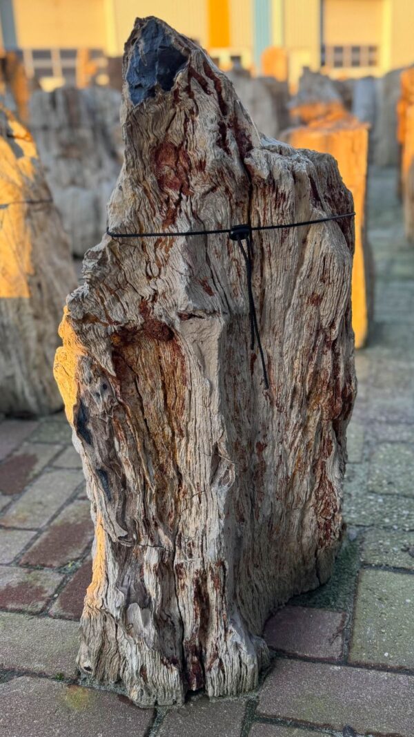 Memorial stone petrified wood 58084