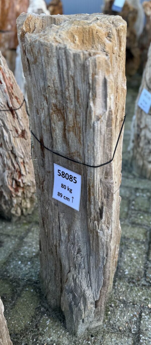 Memorial stone petrified wood 58085