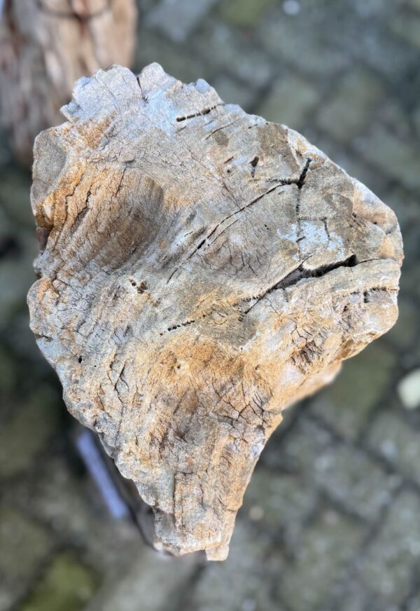 Memorial stone petrified wood 58085