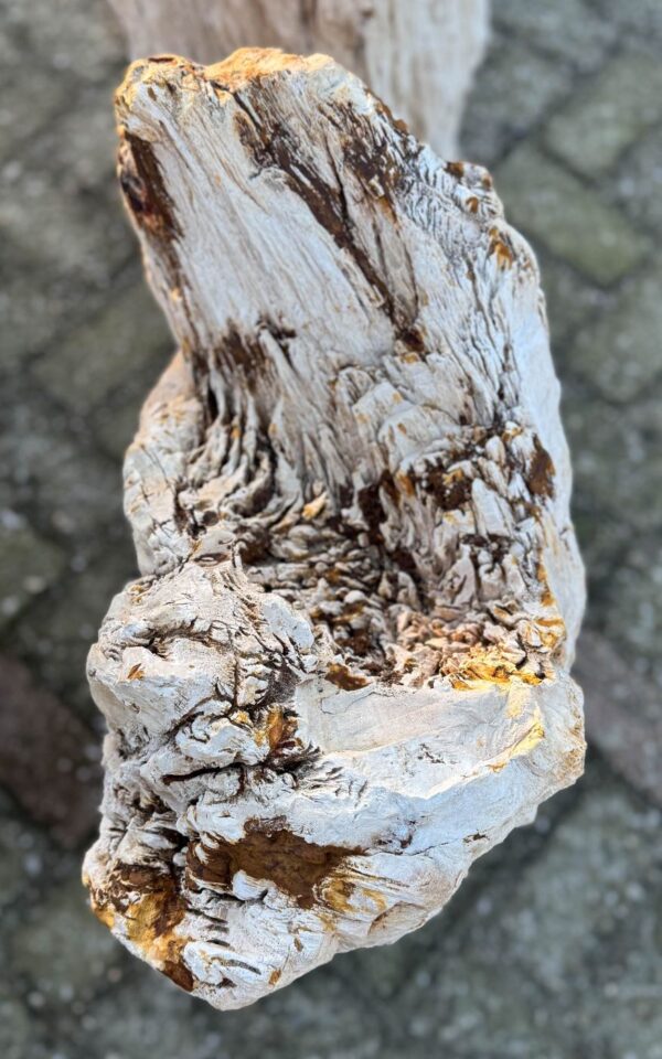 Memorial stone petrified wood 58086