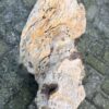 Memorial stone petrified wood 58088