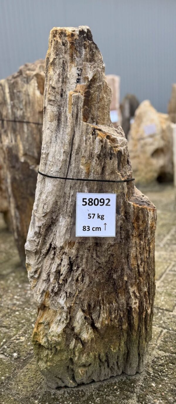 Memorial stone petrified wood 58092