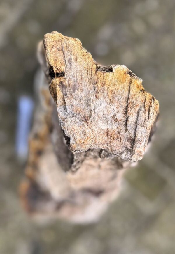 Memorial stone petrified wood 58092