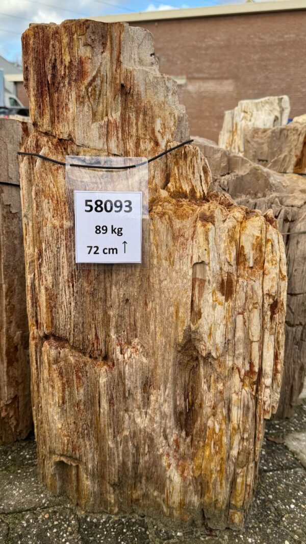 Memorial stone petrified wood 58093