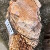 Memorial stone petrified wood 58093