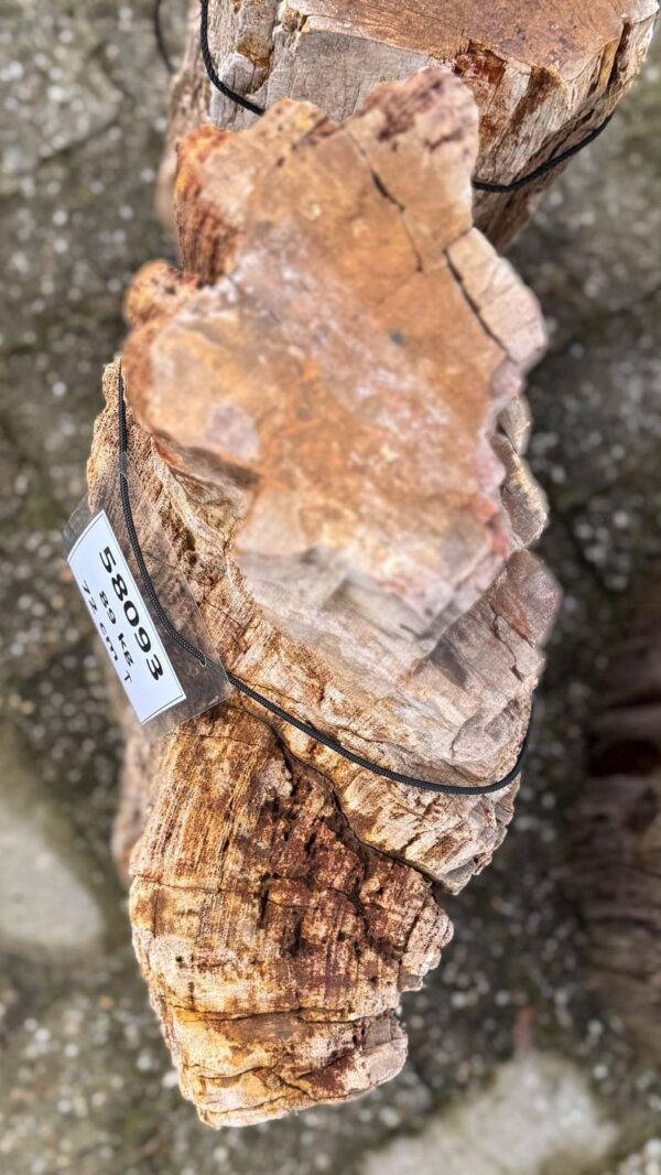 Memorial stone petrified wood 58093