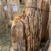 Memorial stone petrified wood 58093