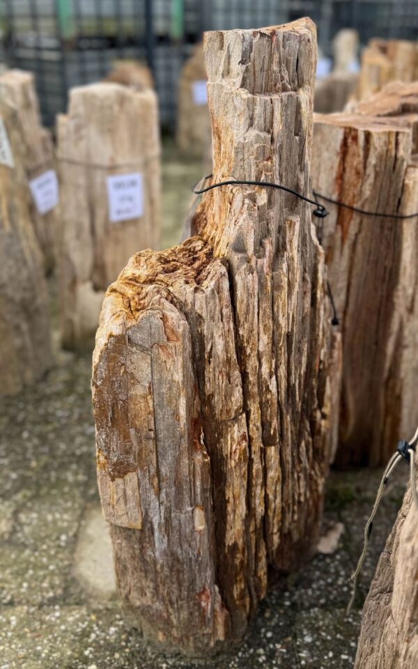 Memorial stone petrified wood 58093
