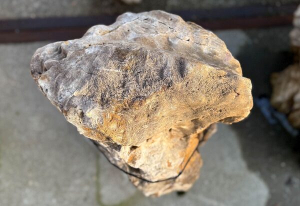 Memorial stone petrified wood 58094
