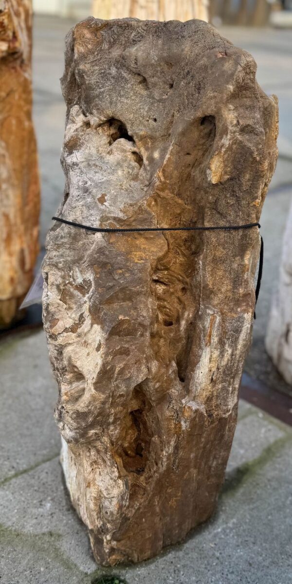 Memorial stone petrified wood 58094