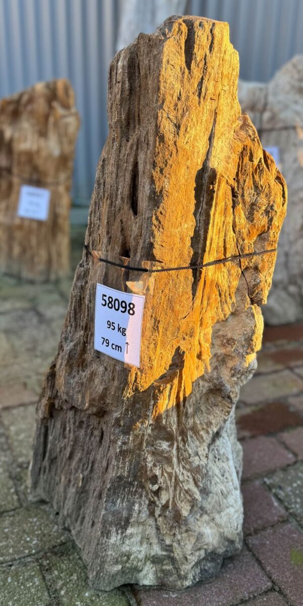 Memorial stone petrified wood 58098