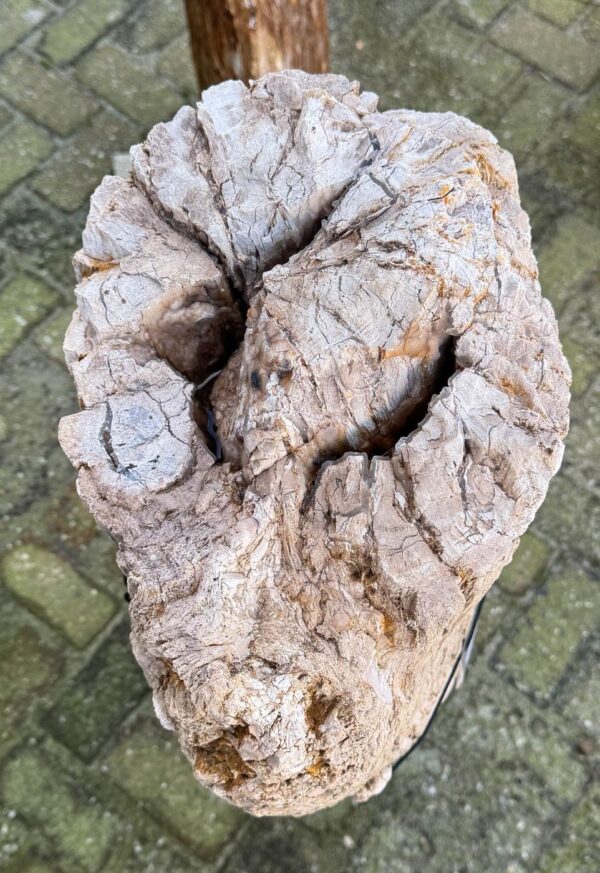 Memorial stone petrified wood 58102