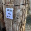 Memorial stone petrified wood 58103