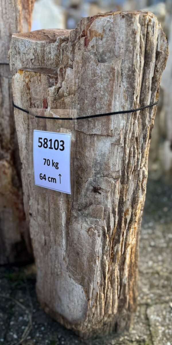 Memorial stone petrified wood 58103
