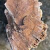 Memorial stone petrified wood 58103