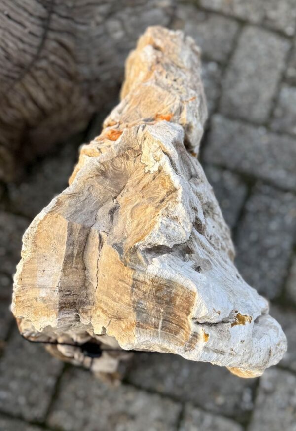 Memorial stone petrified wood 58104