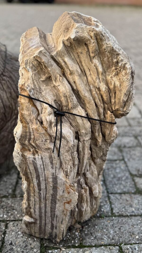 Memorial stone petrified wood 58104