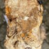 Memorial stone petrified wood 58106