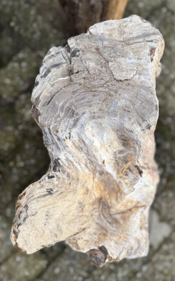 Memorial stone petrified wood 58109