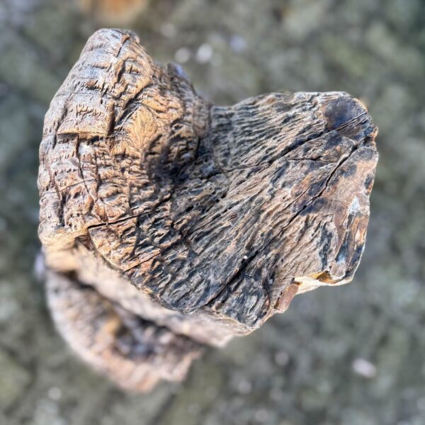 Memorial stone petrified wood 58111