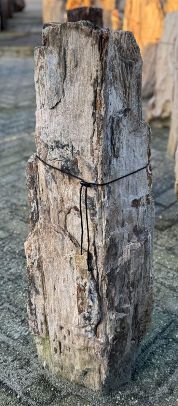 Memorial stone petrified wood 58111