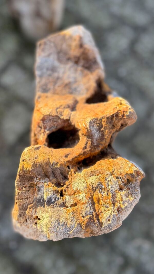 Memorial stone petrified wood 58113