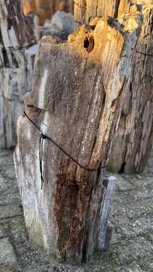 Memorial stone petrified wood 58113